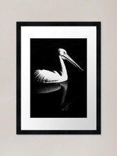 Pelican Reflection II Framed