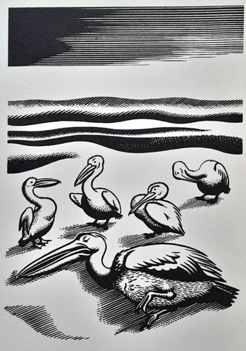 Clifford webb pelican pelicans - webb,