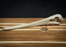 Scaled Down Pelican Skull